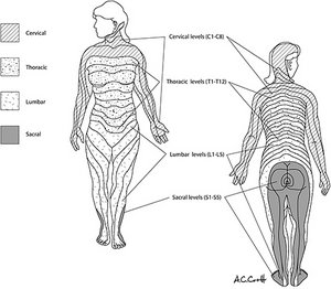 sensory innervation - Copyright – Stock Photo / Register Mark