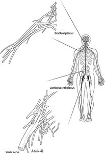 human nervous system - Copyright – Stock Photo / Register Mark