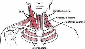 anterior, middle and posterior scalenes - Copyright – Stock Photo / Register Mark