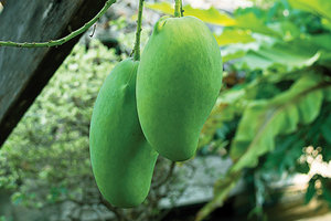 king of fruits - Copyright – Stock Photo / Register Mark