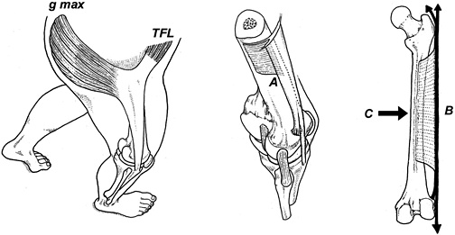 iliotibial band - Copyright – Stock Photo / Register Mark