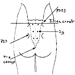 PA sacrum and coccyx - Copyright – Stock Photo / Register Mark