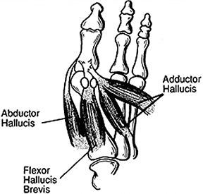 Plantar drawing - Copyright – Stock Photo / Register Mark