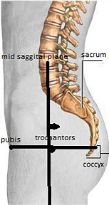 Landmarks for lateral sacrum / coccyx - Copyright – Stock Photo / Register Mark