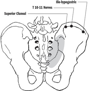 pelvis - Copyright – Stock Photo / Register Mark