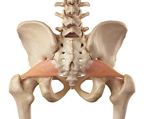 piriformis - Copyright – Stock Photo / Register Mark